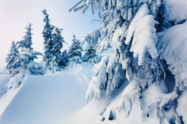 Maravilhosa Manhã Inverno Floresta Montanha Com Abetos Cobertos Neve Cena — Fotografia de Stock