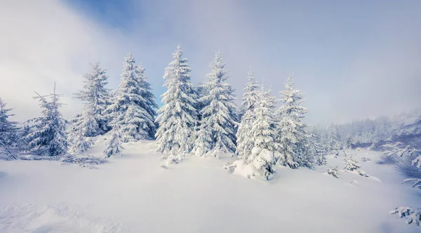Brillante Escena Matutina Bosque Montañoso Paisaje Invierno Brumoso Bosque Nevado — Foto de Stock