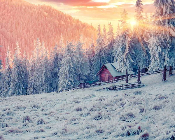 雪に覆われたモミの木とカルパチアの山の村で印象的な冬の日の出 カラフルな屋外シーン ハッピー新年のお祝いのコンセプト 田舎のコンセプトの背景の美しさ — ストック写真