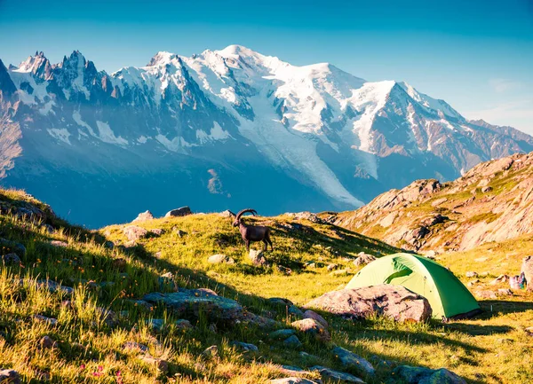 Alpine Ibex Capra Ibex Mont Blanc Monte Bianco Background Sunny — Stock Photo, Image