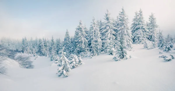 Fantástico Panorama Invernal Bosque Montañoso Con Abetos Cubiertos Nieve Escena — Foto de Stock