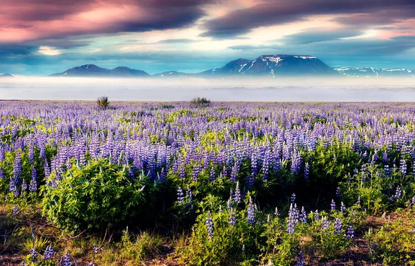 Τυπικό Ισλανδικό Τοπίο Ομιχλώδη Βουνά Στον Ορίζοντα Πολύχρωμη Καλοκαιρινή Ανατολή — Φωτογραφία Αρχείου
