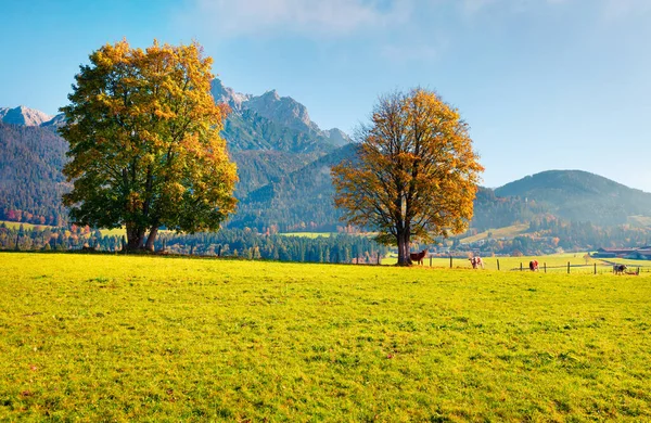 Fantastisk Morgonutsikt Över Byn Mitterhofen Stadsdelen Zell See Den Österrikiska — Stockfoto