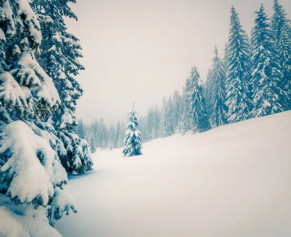 Bela Cena Matinal Floresta Montanhosa Paisagem Inverno Nebulosa Madeira Nevada — Fotografia de Stock