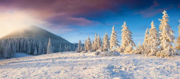 Dramatic Winter Panorama Carpathian Mountains Snow Covered Fir Trees Colorful — Stock Photo, Image
