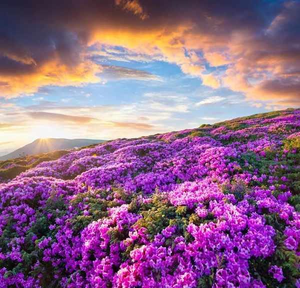 Nascer Sol Colorido Verão Com Campos Flores Florescendo Rododendro Esplêndida — Fotografia de Stock