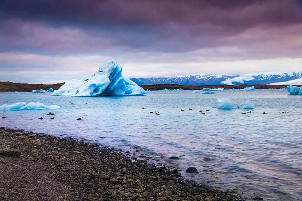 在Jokulsarlon冰川泻湖蓝色冰山之间的北极鸭子 五彩缤纷的夏日落日在冰岛东南部的Vatnajokull国家公园 艺术风格经处理后的照片 — 图库照片