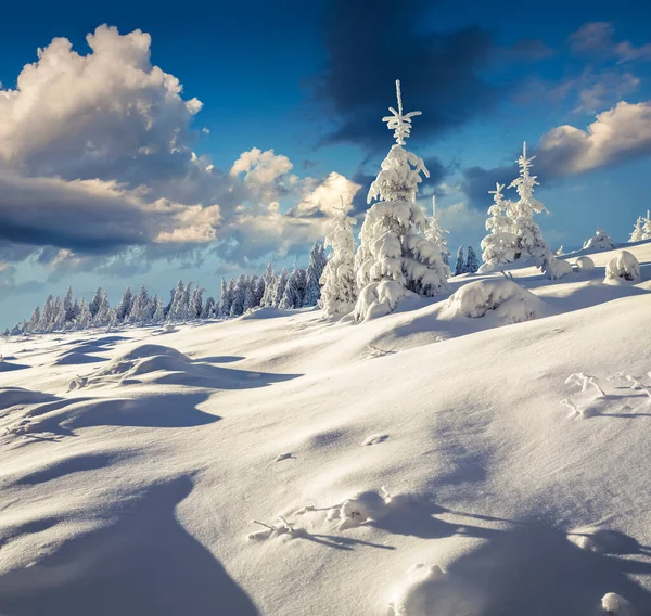 Prachtig Winterlandschap Karpaten Met Besneeuwde Bomen Prachtige Outdoor Scene Happy — Stockfoto