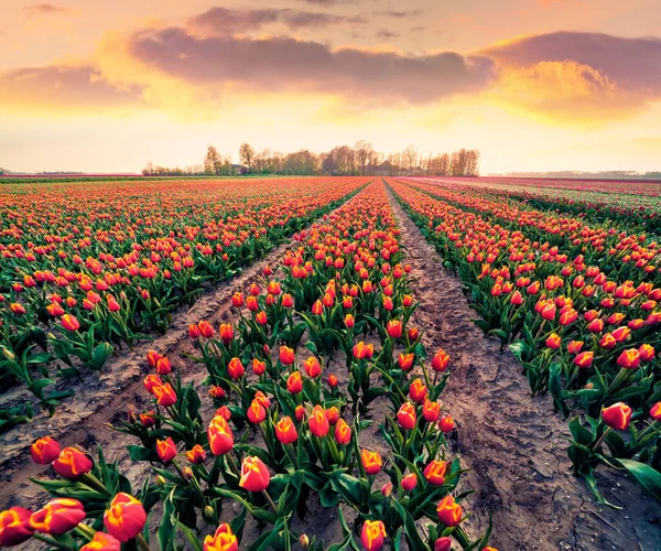 Romantický Ranní Pohled Tulipánovou Farmu Poblíž Vesnice Espel Nádherný Jarní — Stock fotografie