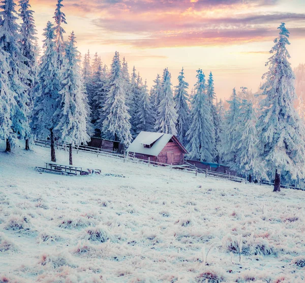 Amanecer Invierno Montañas Cárpatas Con Abetos Cubiertos Nieve Escena Aire — Foto de Stock