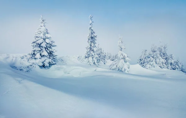 Espléndida Vista Invernal Las Montañas Cárpatos Con Abetos Cubiertos Nieve — Foto de Stock