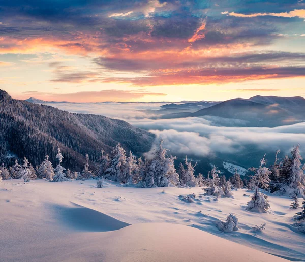 Marvelous Winter Sunrise Carpathian Mountains Snow Covered Fir Trees Colorful — Stock Photo, Image