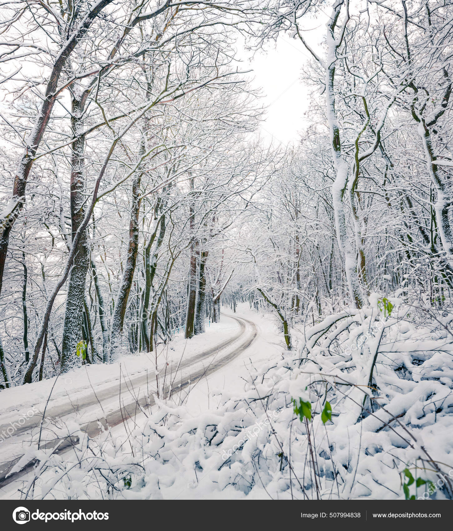 Empty Country Road Snowy Forest Beautiful Winter Scene Trees Covered —  Stock Photo © AndrewMayovskyy #507994838, image size:1451x1700