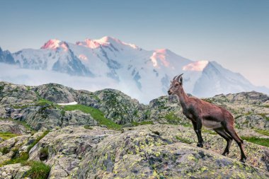 Mont Blanc (Monte Bianco) arka planında Alpine Ibex (Capra Ibex). Vallon de Berard Doğa Koruma Alanında sisli bir yaz sabahı, Graian Alpleri, Fransa, Avrupa. 