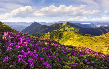 Çiçek açan rhododendron çiçekleriyle dolu renkli bir yaz sabahı. Haziran 'da, Ukrayna, Avrupa' daki Karpatlar 'da muhteşem bir açık hava manzarası. Doğa konseptinin güzelliği.