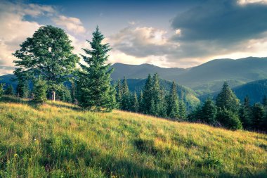 Dağların vadisinde güneşli bir sabah manzarası. Karpatya dağlarında dramatik bir yaz sahnesi, Dzembronia köyü konumu, Ukrayna, Avrupa. Instagram filtre tonu. 