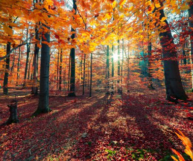 Sonbahar ormanının güzel manzarası. Renkli Woddland 'da muhteşem bir sabah sahnesi. İşlenmiş fotoğraf sonrası sanatsal stil.