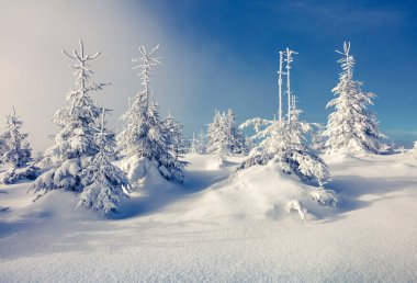 Dağ ormanında puslu bir sabah manzarası. Karlı ormanda parlak kış manzarası, mutlu yeni yıl kutlaması konsepti. İşlenmiş fotoğraf sonrası sanatsal stil.