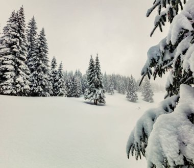 Dağ ormanında harika bir sabah manzarası. Karlı ormanda puslu kış manzarası, Yeni Yıl Kutlamaları konsepti. Retro biçimi filtrelendi. 