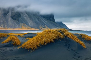 Arkadaki Vestrahorn (Batman Dağı) ile Stoksnes 'in büyüleyici sabah manzarası. Siyah kum tepeleri ve sarı otlarla dolu çekici sonbahar manzarası. İzlanda 'ya seyahat.
