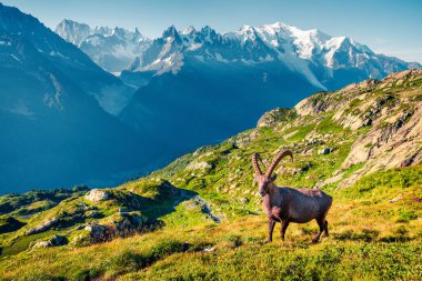 Mont Blanc (Monte Bianco) arka planında Alpine Ibex (Capra Ibex). Güneşli yaz sabahı Vallon de Berard Doğa Koruma Alanı, Chamonix bölgesi, Graian Alpleri, Fransa, Avrupa. 