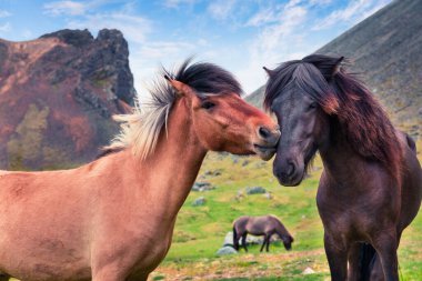 Midillilerden gelişti, İzlanda atlarından. Dağ otlağında renkli bir yaz sabahı Stoksnes burnu, İzlanda, Avrupa. İşlenmiş fotoğraf sonrası sanatsal stil.