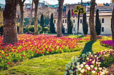 İstanbul 'daki Gülhane (Rosehouse) parkında çiçek açan lale çiçekleri. Türkiye, Avrupa 'da harika bir açık hava manzarası. Şehir parkının güneşli bahar manzarası. Doğa konseptinin güzelliği.