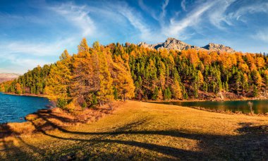 Sils Lake / Silsersee 'nin çekici sonbahar sahnesi. İsviçre Alpleri, Maloja Bölgesi, Yukarı Lokomotif, İsviçre, Avrupa 'nın renkli sabah manzarası. Doğa konseptinin güzelliği.