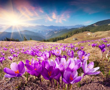 Karpatlar 'ın çiçek açan timsah tarlalarıyla dolu renkli bahar manzarası. Dağ vadisinde güneşin doğuşu muhteşemdir. Ukrayna, Avrupa. Doğa konseptinin güzelliği