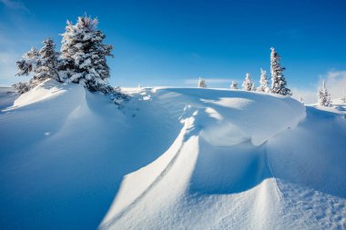 Karpat dağlarında, köknar ağaçlarıyla kaplı güneşli kış manzarası. Renkli açık hava sahnesi, mutlu yeni yıl kutlaması konsepti. İşlenmiş fotoğraf sonrası sanatsal stil.