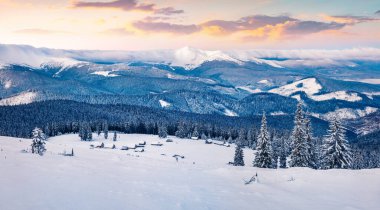 Karpatya dağlarında karla kaplı köknar ağaçları ile dondurucu kış gündoğumu. Fantastik açık hava manzarası, Mutlu yeni yıl kutlamaları konsepti. 