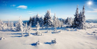 Dağ ormanının güneşli sabah manzarası. Karlı ormanda parlak kış manzarası, mutlu yeni yıl kutlaması konsepti. İşlenmiş fotoğraf sonrası sanatsal stil.