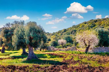 Zeytin bahçesinde çiçek açan elma ağaçları. Panoramik bahar manzaralı Milazzo pelerini, Sicilya, İtalya, Avrupa. Doğa konseptinin güzelliği.