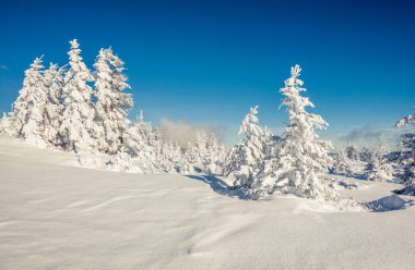 Dağ ormanında güneşli bir sabah manzarası. Karlı ormanda parlak kış manzarası, mutlu yeni yıl kutlaması konsepti. İşlenmiş fotoğraf sonrası sanatsal stil.