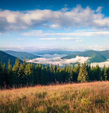 Karpat dağlarında aydınlık bir yaz sabahı. Haziran ayında Ukrayna, Tatariv köyü, Avrupa 'daki dağ vadisinde manzaralı bir manzara. Doğa konseptinin güzelliği