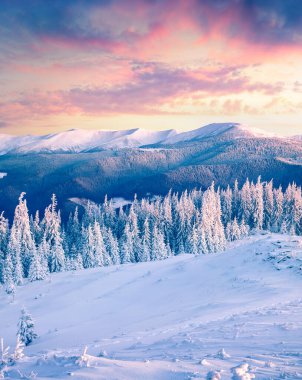 Karpat dağlarında, köknar ağaçlarıyla kaplı büyük kış gündoğumu. Renkli açık hava sahnesi, mutlu yeni yıl kutlaması konsepti. İşlenmiş fotoğraf sonrası sanatsal stil.
