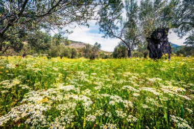 Zakinthos adasındaki zeytin bahçesinde güneşli bir bahar sahnesi. Yunanistan, Avrupa 'da renkli bir sabah sahnesi. Kırsal konseptin güzelliği. Orton Efekti