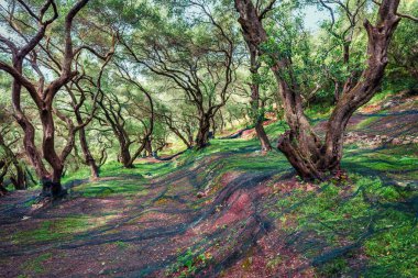 Zeytin bahçesinin karman çorman bahar manzarası. Korfu adası, Yunanistan, Avrupa 'nın güzel kırsal manzarası. Seyahat konsepti arka planı