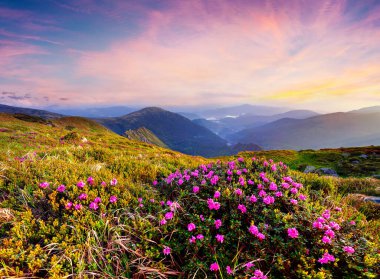 Renkli yaz gündoğumu çiçek açan çayırlarla birlikte. Karpat Dağları, Ukrayna, Avrupa 'da muhteşem bir açık hava manzarası. Doğa konseptinin güzelliği.