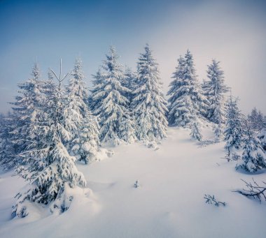 Dağ ormanında aydınlık bir sabah manzarası. Karlı ormanda puslu kış manzarası, Yeni Yıl Kutlamaları konsepti. İşlenmiş fotoğraf sonrası sanatsal stil.