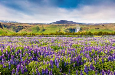 Güney İzlanda, Avrupa 'daki inanılmaz Skogafoss şelalesinin yanında çiçek açan lupin çiçekleri. Kırsaldaki renkli yaz manzarası. İşlenmiş fotoğraf sonrası sanatsal stil.