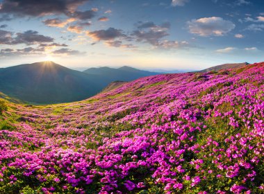 sihirli pembe ormangülü çiçek dağlarında. Yaz gündoğumu