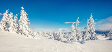 Dağ ormanında güneşli bir sabah manzarası. Karlı ormanda parlak kış manzarası, mutlu yeni yıl kutlaması konsepti. İşlenmiş fotoğraf sonrası sanatsal stil.
