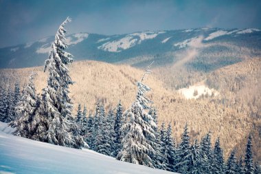 Dağ ormanlarında, köknar ağaçlarıyla kaplı dramatik kış gündoğumu. Açık hava manzarası, Yeni Yıl Kutlamaları konsepti.. 