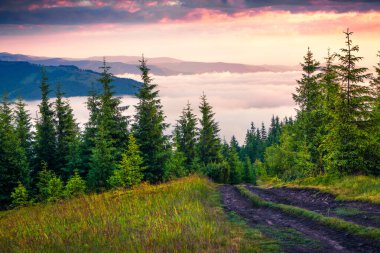Karpat Dağları 'ndaki eski kır yollu resimli sabah manzarası. Ukrayna, Avrupa 'daki Maountain Vadisi' nde sisli yaz gündoğumu. Doğa konseptinin güzelliği.