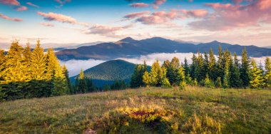Karpat Dağları 'nın muhteşem sabah manzarası. Avrupa 'nın Ukrayna kentindeki Tatariv köyündeki Maountain Vadisi' nde renkli bir yaz gündoğumu. Doğa konseptinin güzelliği