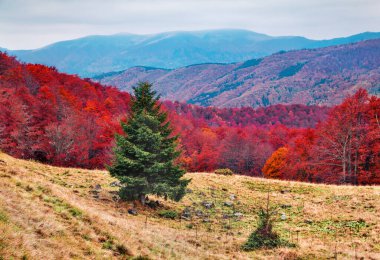 Dağ vadisinin dramatik sonbahar sahnesi. Karpat Dağları, Kvasy Köyü, Ukrayna, Avrupa 'nın kasvetli sabah manzarası. Doğa konseptinin güzelliği.