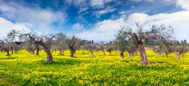 Derin mavi gökyüzünün altında çiçek açan mandalina bahçesinin manzarası. Sicilya, İtalya, Avrupa 'daki Milazzo Burnu' nda renkli bir bahar sahnesi. Kırsal konseptin güzelliği