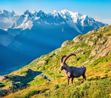 Mont Blanc (Monte Bianco) arka planında Alpine Ibex (Capra Ibex). Güneşli yaz sabahı Vallon de Berard Doğa Koruma Alanı, Graian Alpleri, Fransa, Avrupa. 
