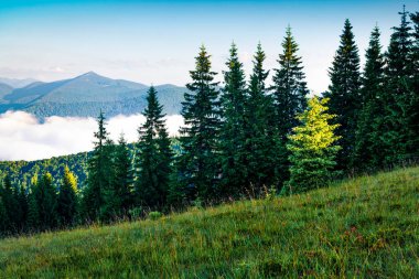 Dağlarda parlayan taze yeşil çayır ilk güneş ışığı. Karpatlar 'da puslu bir sabah. Haziran 'da Ukrayna, Avrupa' da güzel güneşli dağ vadisi manzarası. Doğa konseptinin güzelliği. 